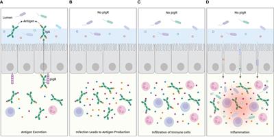 When secretion turns into excretion – the different roles of IgA